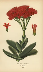 Letoun, Crassula perfoliata var. čelist.