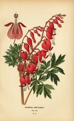 Asijské krvácející srdce, Lamprocapnos spectabilis.