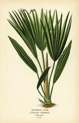 Bourbonská palma nebo čínská vějířová palma, Livistona chinensis. Chromolitograf z ilustrace Desire Bois z oblíbených květin Edwarda Stepa ze zahrady a skleníku, Frederick Warne, Londýn