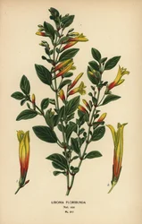 Brazilská fuchsie, Justicia floribunda (Libonia floribunda). Chromolitograf z ilustrace Desire Bois z oblíbených květin Edwarda Stepa ze zahrady a skleníku, Frederick Warne, Londýn