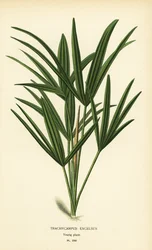 Palma širokolistá nebo palma bambusová, Rhapis excelsa (Trachycarpus excelsus). Chromolitograf z ilustrace Desire Bois z oblíbených květin Edwarda Stepa ze zahrady a skleníku, Frederick Warne, Londýn