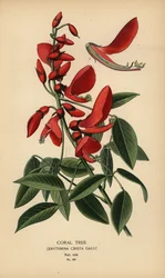 Korálový strom, Erythrina crista-galli.