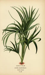 Kudrnatá palma, Howea belmoreana. Zranitelný. Chromolitograf z ilustrace Desire Bois z oblíbených květin Edwarda Stepa ze zahrady a skleníku, Frederick Warne, Londýn