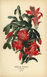Falešný vánoční kaktus, Schlumbergera truncata.