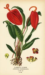 Květ plameňáka, Anthurium scherzerianum. Chromolitograf z ilustrace Desire Bois z oblíbených květin Edwarda Stepa ze zahrady a skleníku, Frederick Warne, Londýn