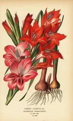 Gentská kukuřičná vlajka, Gladiolus x gandavensis. Chromolitograf z ilustrace Desire Bois z oblíbených květin Edwarda Stepa ze zahrady a skleníku, Frederick Warne, Londýn