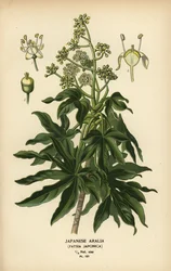 Japonská aralie nebo lesklá rostlina papíru, Fatsia japonica.