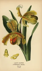 Pantoflíček pantoflíček, Paphiopedilum insigne (Cypripedium insigne). Chromolitograf z ilustrace Desire Bois z oblíbených květin Edwarda Stepa ze zahrady a skleníku, Frederick Warne, Londýn