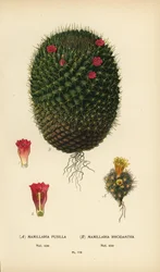 Mammillaria prolifera a Mammillaria rhodantha.