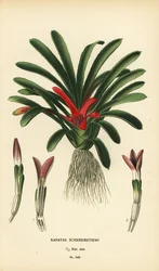 Nidularium scheremetiewii (Karatas scheremetiewi). Chromolitograf z ilustrace Desire Bois z oblíbených květin Edwarda Stepa ze zahrady a skleníku, Frederick Warne, Londýn