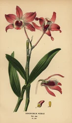 Ušlechtilá orchidej dendrobium, Dendrobium nobile. Chromolitograf z ilustrace Desire Bois z oblíbených květin Edwarda Stepa ze zahrady a skleníku, Frederick Warne, Londýn