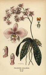 Orchidej Phalaenopsis schilleriana. Chromolitografie z ilustrace B. Herincqa z Oblíbených květin Edwarda Stepa ze zahrady a skleníku, Frederick Warne, Londýn