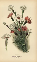 Růžový, Dianthus plumarius.