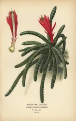 Kaktus krysí ocas, Disocactus flagelliformis.