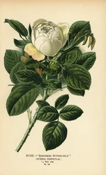 Rose Baroness Rothschild, hybrid perpetual.