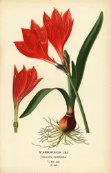 Scarborough lilie, Cyrtanthus elatus (Vallota purpurea). Chromolitograf z ilustrace Desire Bois z oblíbených květin Edwarda Stepa ze zahrady a skleníku, Frederick Warne, Londýn