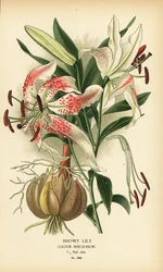 Okázalá lilie, Lilium speciosum. Chromolitograf z ilustrace Desire Bois z oblíbených květin Edwarda Stepa ze zahrady a skleníku, Frederick Warne, Londýn