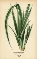 Vražedník tahitský, Pandanus tectorius (borovice Veitchova, Pandanus veitchii). Chromolitograf z ilustrace Desire Bois z oblíbených květin Edwarda Stepa ze zahrady a skleníku, Frederick Warne, Londýn