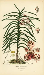 Vanda trikolorní orchidej. Chromolitograf z ilustrace B. Herincqa z Oblíbených květin Edwarda Stepa ze zahrady a skleníku, Frederick Warne, Londýn