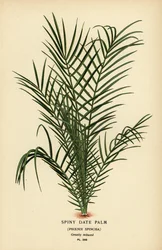 Divoká datlová palma nebo senegalská datlová palma, Phoenix reclinata (datlovka ostnitá, Phoenix spinosa). Chromolitograf z ilustrace Desire Bois z oblíbených květin Edwarda Stepa ze zahrady a skleníku, Frederick Warne, Londýn