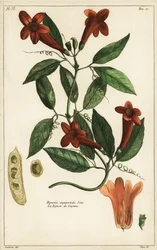 Česneková réva, Bignonia equinoctialis, Linn