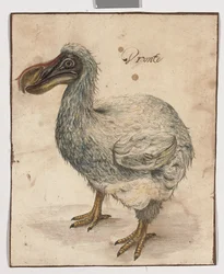 A Dodo (stopy černé křídy, w/c a arabské gumy s hnědými liniemi rámování)