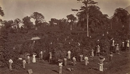 Sklizeň kávy, Las Nubes-Guatemala, 1875.