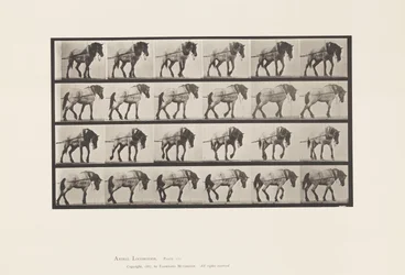 Talíř 570. Tažení; Tmavě šedý belgický kůň Jeníček, 1885