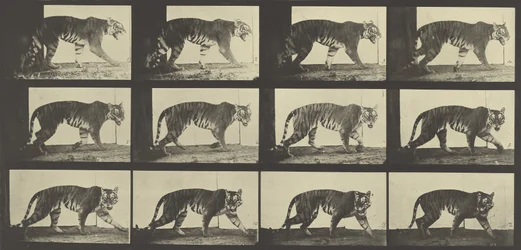 Tiger Walking, deska 729 od Animal Locomotion, 1887