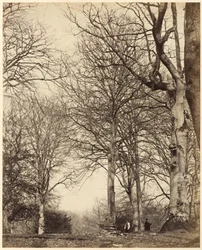 Buk královny Adelaide,1864 (foto)