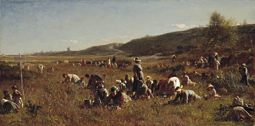 Sklizeň brusinek. Ostrov Nantucket, 1880