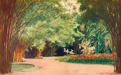 Bamboo Grove - Botanická zahrada, 1914