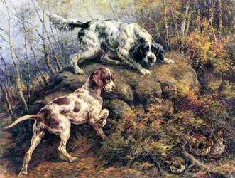 Pointer, setr a tetřev