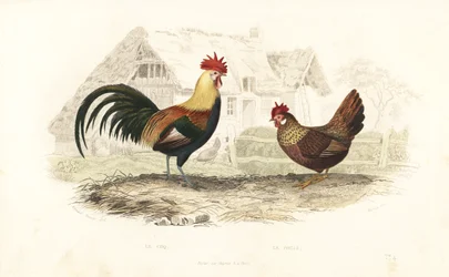 Kohout a slepice, Phasianus gallus