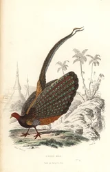 Velký argus, Argusianus argus, zranitelný.