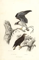 Osprey a orel mořský.