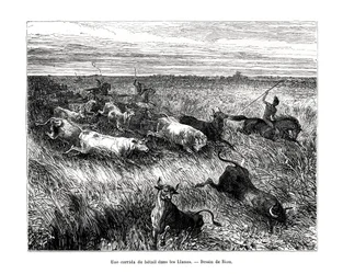 Hospodářská zvířata, Los Llanos, Venezuela, 19. století