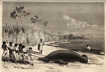 Chytání kapustňáků v Mabuiso (Peru). Kresba Riou, pro ilustraci cesty z Tichého oceánu do Atlantského oceánu