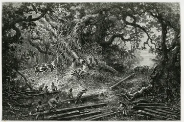 Těžba mahagonu v lesích And. Rytina od Riou pro ilustraci příběhu „Cesta do Yucatánu a země Lakandonů“ z roku 1882 od Desire Charnay (1828-1915), archeologa a fotografa. Publikováno v Tour du monde nou