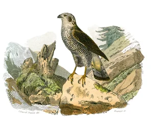 Natural History Board: Zoologická tabule představující dravce v noci. Kolem. Deska čerpaná z devíti svazků o ptácích v "" Works Complete of Buffon """, kterou napsal přírodovědec Georges Louis Leclerc, hrabě z Buffonu