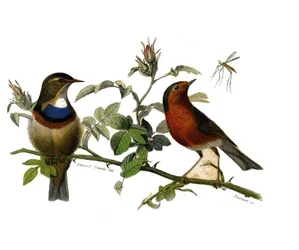 Natural History Tale: Zoologická tabule představující dentirostrózní pěvci