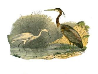Přírodovědná deska: Zoologická tabule představující vodní ptactvo a kultirostrous brodivých ptáků (s velkými, dlouhými a silnými zobáky): výr a volavku purpurovou. Deska čerpaná z devíti svazků o ptácích v „“ Works Complete of Buffon“““ od přírodovědce Geo