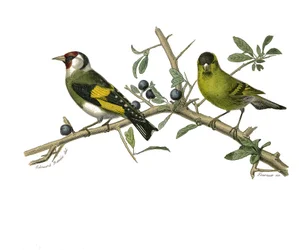 Přírodovědná tabule: Zoologická tabule představující jehličnaté pěvce