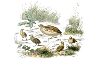 Přírodovědná tabule: Zoologická tabule představující gallinace: křepelky. Deska čerpaná z devíti svazků o ptácích v „“Works Complete of Buffon”””, kterou napsal přírodovědec Georges Louis Leclerc, hrabě z Buffonu (1707-1788) v letech 1749 až 1785. Illustra