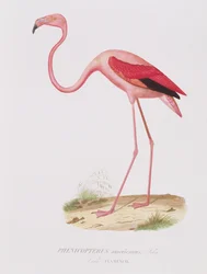 Phenicopterus americanus (Flamenco) (sic) ryl Fournier, pub. od Bougearda