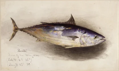 Studie ryby (bonito)