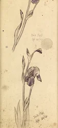 Kosatce, 1869
