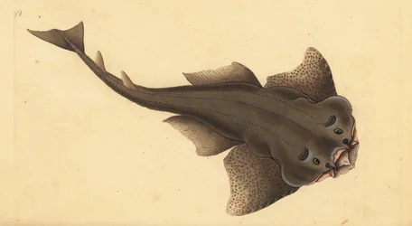 Angelshark, Squatina squatina. Kriticky ohrožený. (Žralok andělský, Squallus squatinus). Ručně kolorovaný mědiryt nakreslený a rytý Edwardem Donovanem z jeho Natural History of British Fishes, Donovan a F.C. a J. Rivington, Londýn