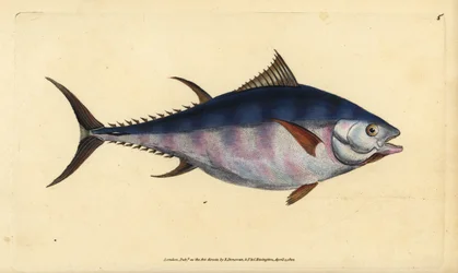 Atlantický tuňák obecný, Thunnus thynnus (ohrožený). Tunny, Scomber thynnus. Ručně kolorovaný mědiryt nakreslený a rytý Edwardem Donovanem z jeho Natural History of British Fishes, Donovan a F.C. a J. Rivington, Londýn