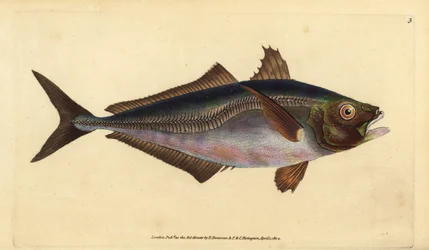 kranase obecného, Trachurus trachurus (Scad, Scomber trachurus). Ručně kolorovaný mědiryt nakreslený a rytý Edwardem Donovanem z jeho Natural History of British Fishes, Donovan a F.C. a J. Rivington, Londýn